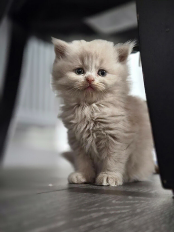 3  fluffy Scottish fold and straight females left