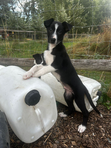 Gorgeous ISDS health tested Border Collie Puppies