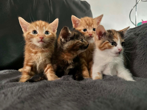 8 week old kittens