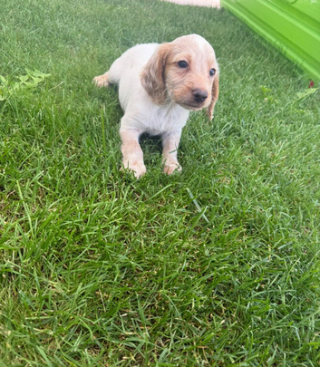 Cocker spaniel puppies