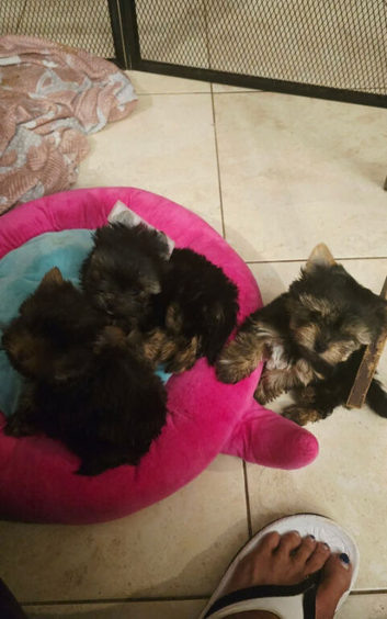 Yorkshire terrier Puppy's