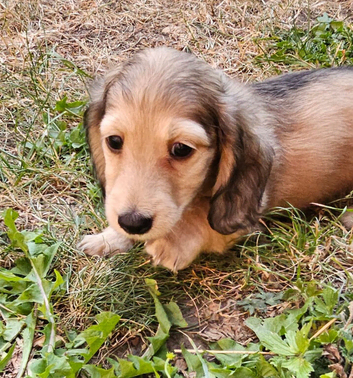 Miniature longhaired daschund puppies!