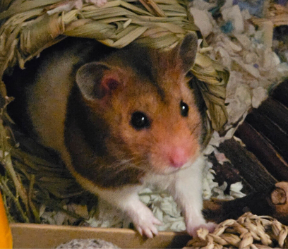 *pending collection* Beautiful syrian hamster,cage and loads of accessories