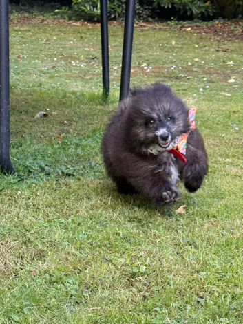 Pomeranian puppy