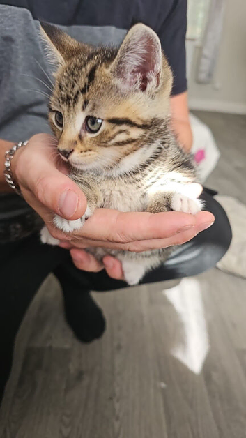 Tabby kittens