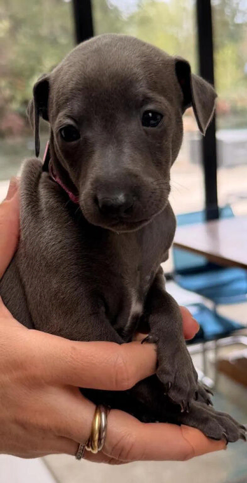 Beautiful Italian Greyhound Pups