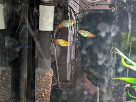 Free Platys