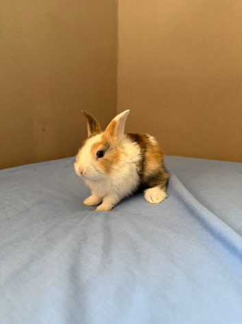 Beautiful Baby Rabbit with Unique Tricolour Markings