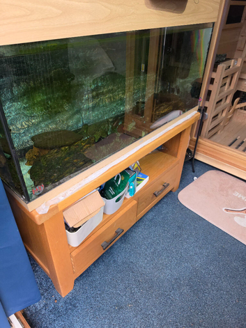 Axolotls and Full set up