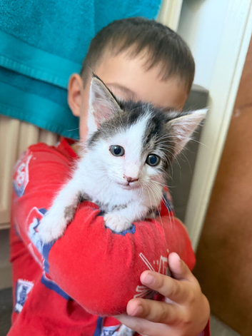 Gorgeous kittens for sale