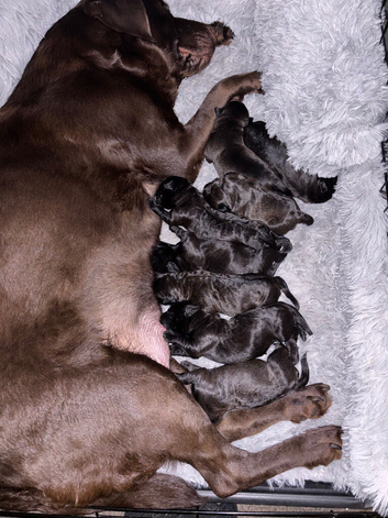Mastador puppies
