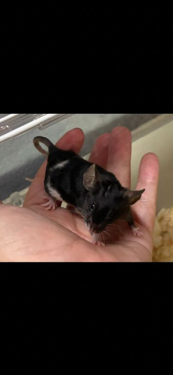 Friendly baby male fancy mouse with complete set up