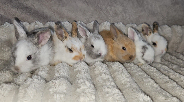 Beautiful baby lop bunnies