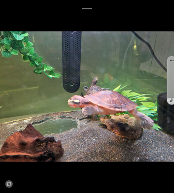 Pink Bellied Sideneck Turtle For Sale