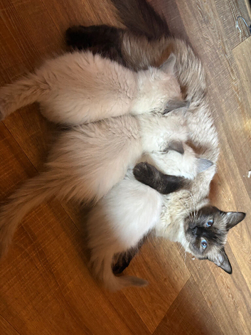 Stunning pure ragdoll kittens available 13/10