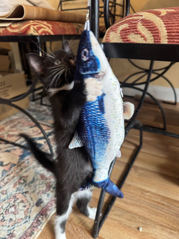 RAGDOLL MIX BOY READY NOW