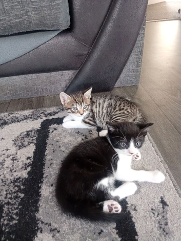 Kittens