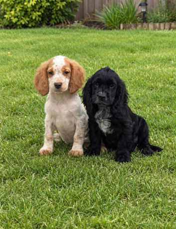 Cocker spaniel puppies