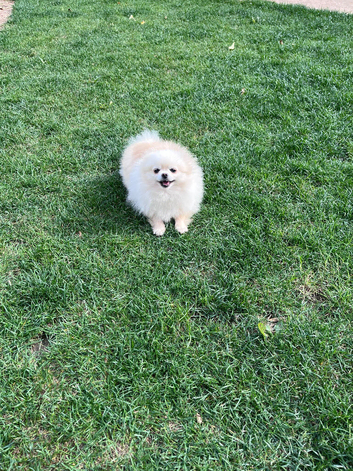 Adult Pom Girl