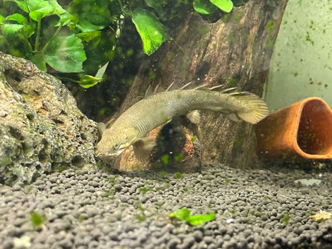 2 Young Bichirs & Tyretrack eel