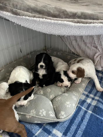 Beautiful rare cavapoo x sprocker puppies