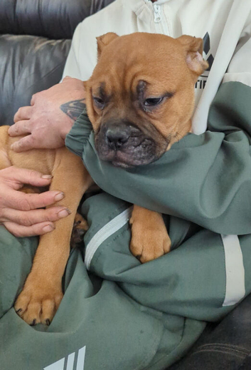 Victorian bulldog boy pup