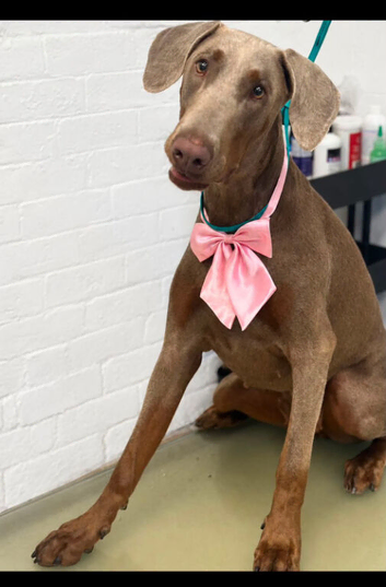 Fawn doberman bitch 13months