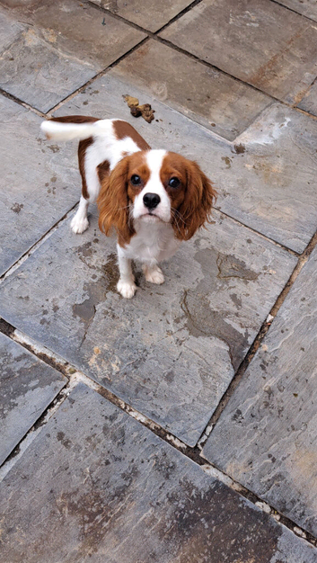 King Charles Cavalier  boy