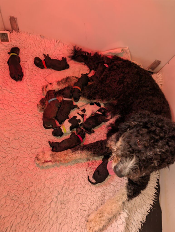 F1b Bernedoodle puppies