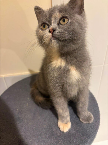 British shorthair hair