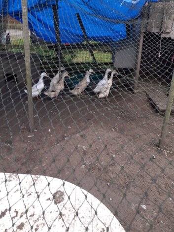 8 runner ducks for sale