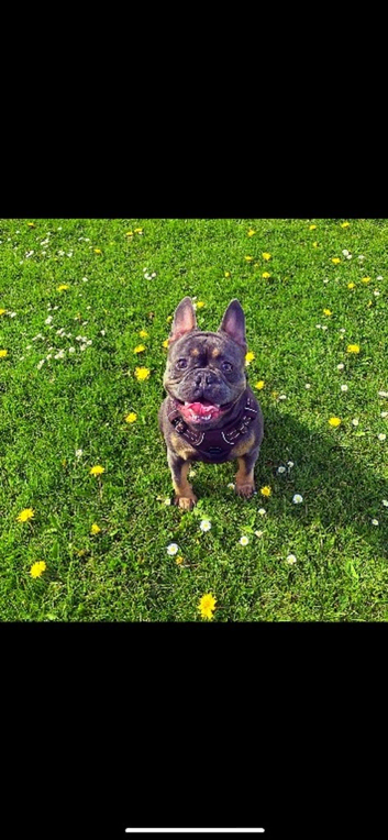 Dior the Male French bulldog for stud