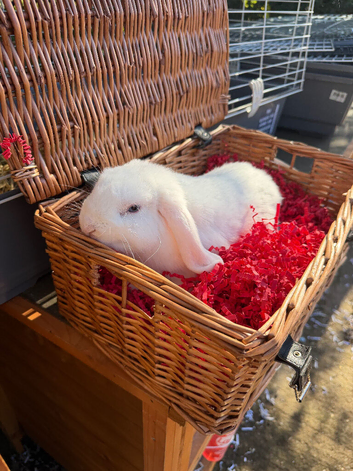 Male lops for sale - UNNEUTERED