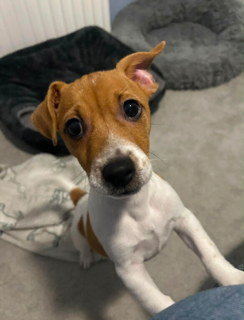 Male Jack Russell