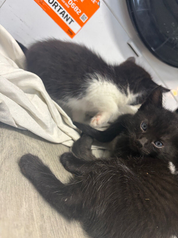 Ojos Azules Beautiful kittens