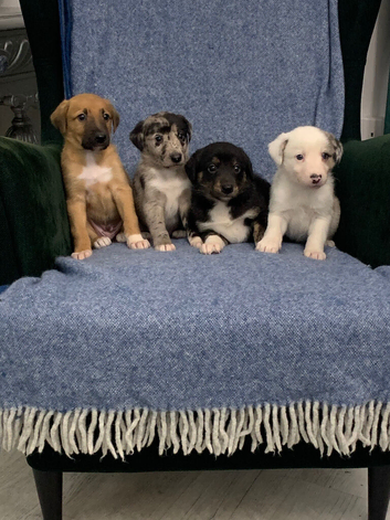 Blue Merle Collie X Lurcher puppies