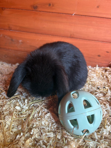 Baby mini lop
