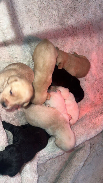Labrador puppies
