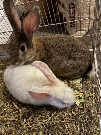 X2 baby rabbits