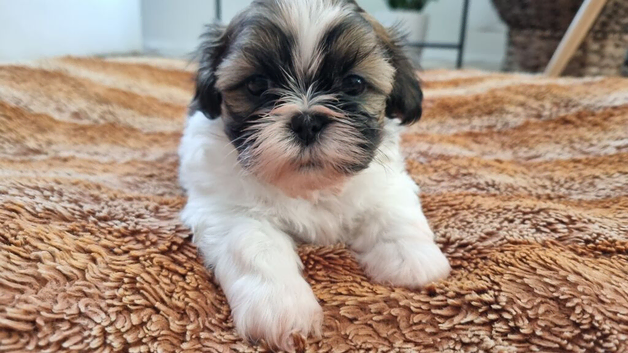 Shih Tzu 2 pieski
