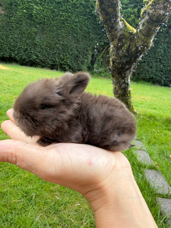Beautiful Chocolate Pure Bred Mini Lop