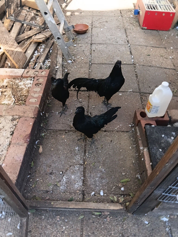 Sumatra chicken for sale