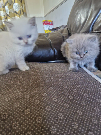 British short haired cross kittens for sale