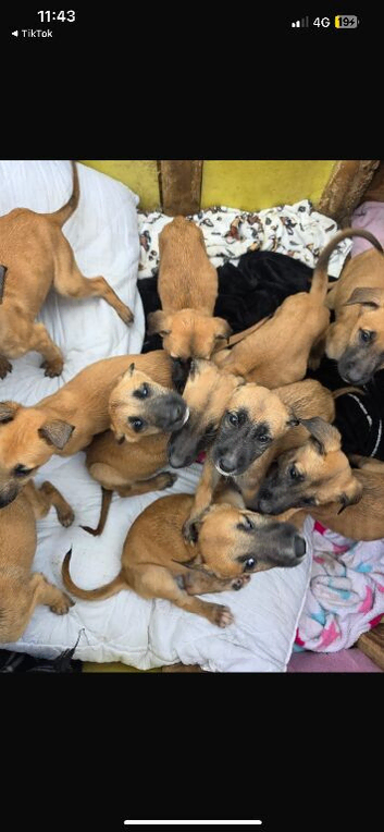 Belgian malinois puppies