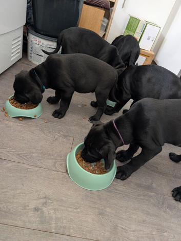 Cane Corsos