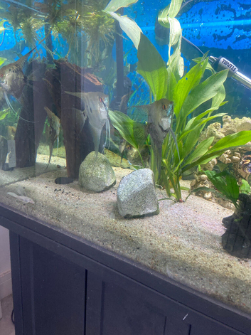 Beautiful young adult angelfish. Male and female