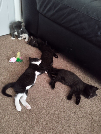 4 kittens for sale &pound;30 each