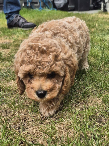Stunning cavapoochon puppiu