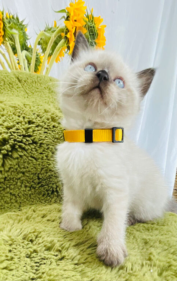 Super friendly Himalayan kittens ready for new homes