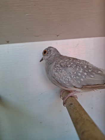 Diamond doves